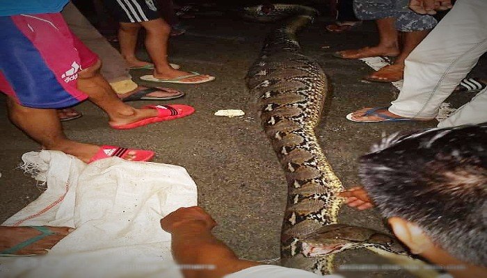 Ular piton pemangsa anjing ditemukan warga.(Foto : Virgiawan Mantang)