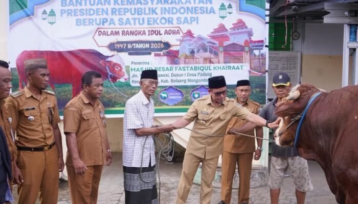 Menjemput Berkah Idul Adha: Bupati Boltara Serahkan Sapi Kurban Bantuan Presiden Seberat 940 KG di Masjid Fastabiqul Khairaat